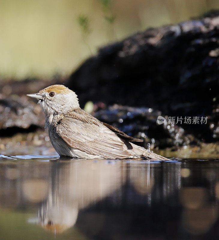 黑顶莺(Sylvia atricapilla)女性洗澡